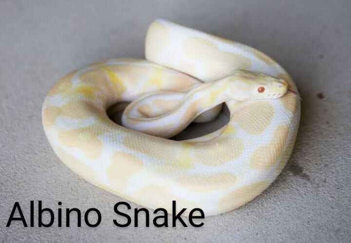 Albino Snake