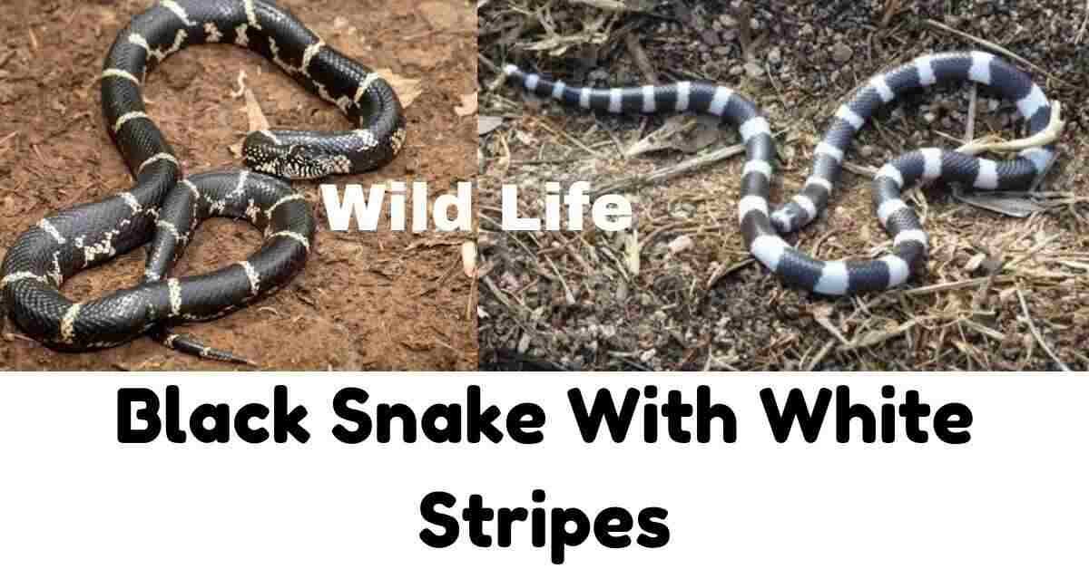 Black Snake With White Stripes