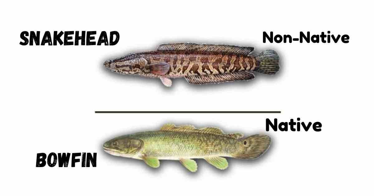 Bowfin Vs Snakehead