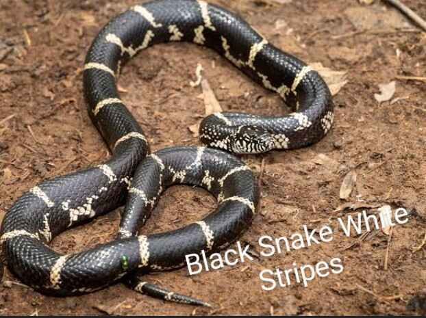 Georgia Black Snake White Stripes
