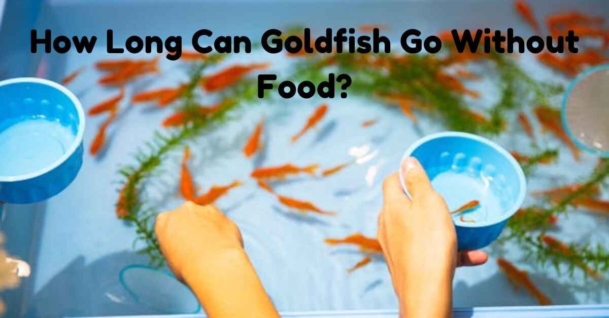 How Long Can Goldfish Go Without Food