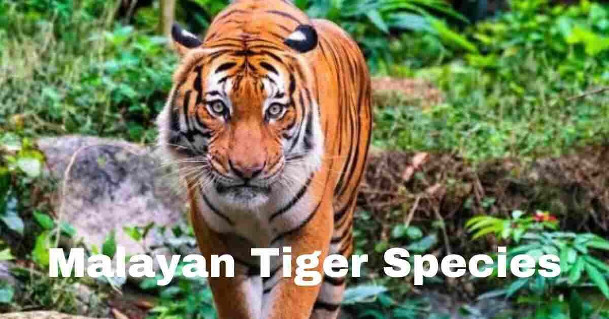 malayan tiger species