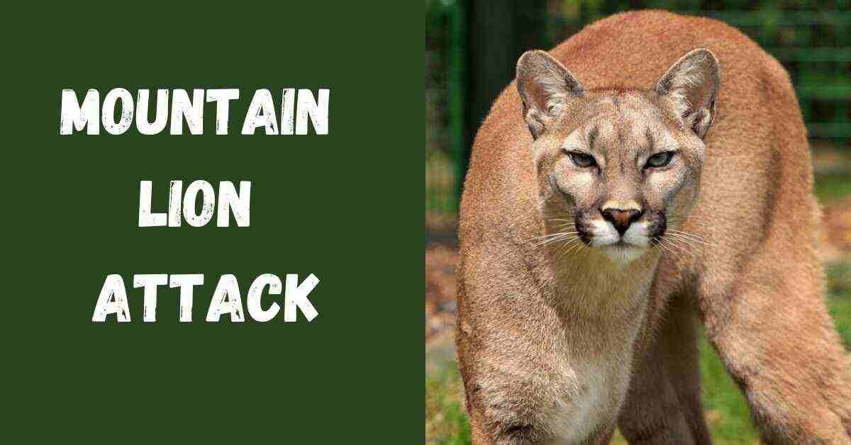 Mountain Lion Attack