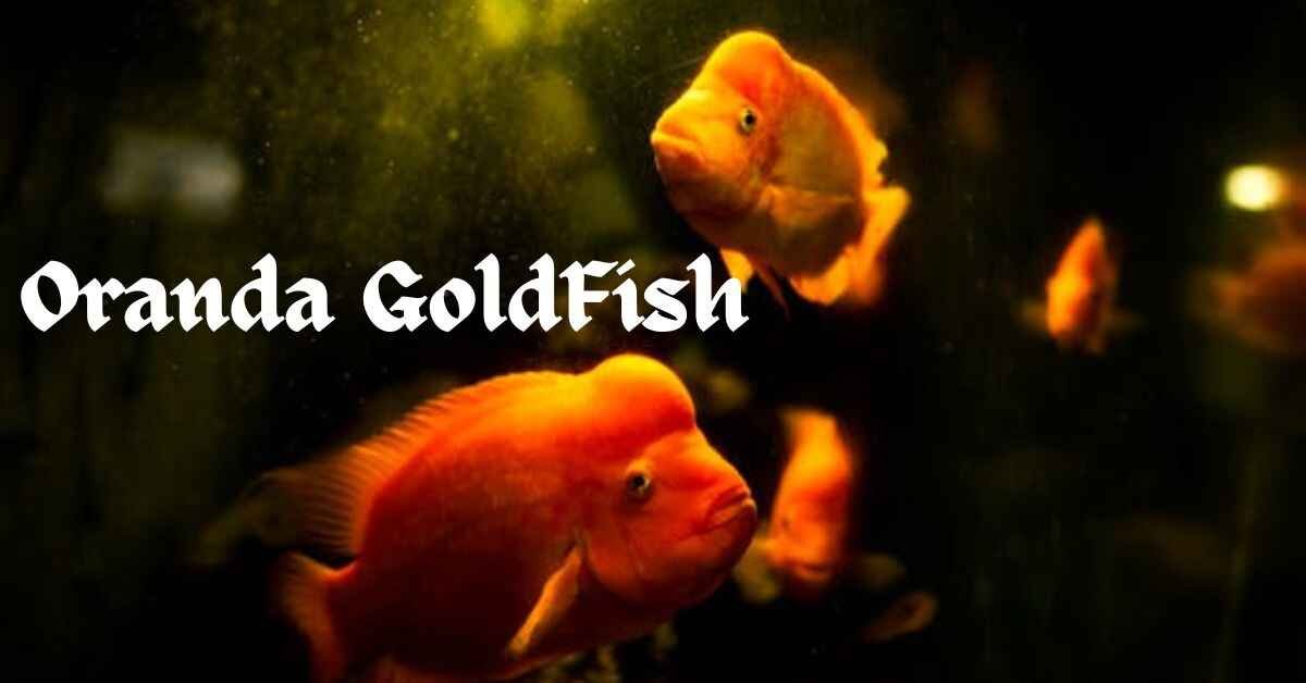 Oranda Goldfish