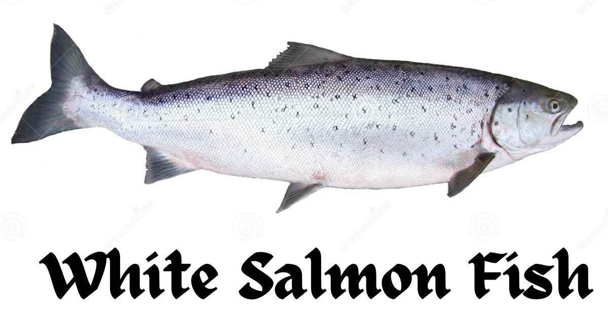 White Salmon Fish