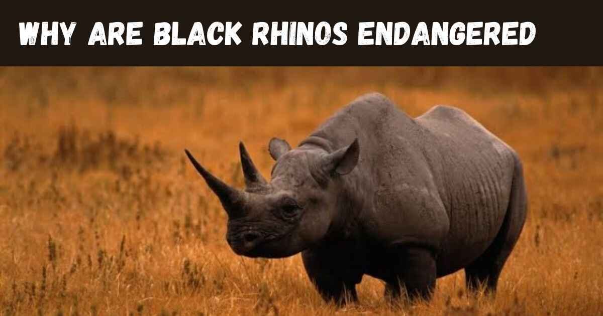 Why Are Black Rhinos Endangered