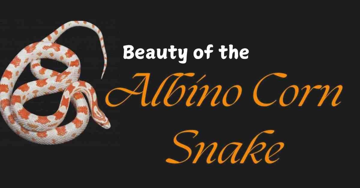 Albino Corn Snake