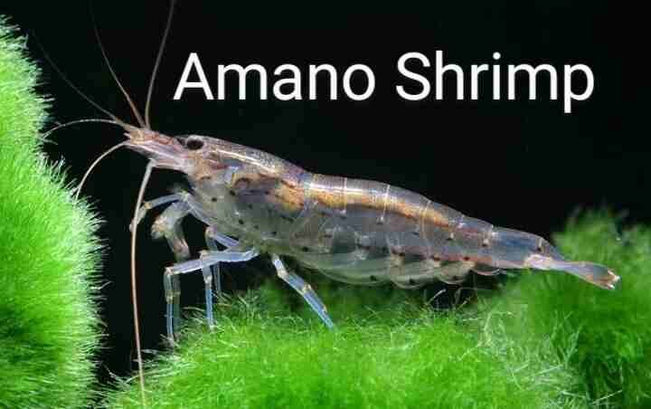 Amano Shrimp