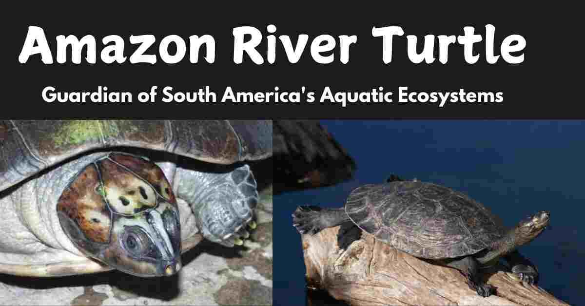 Amazon River turtle