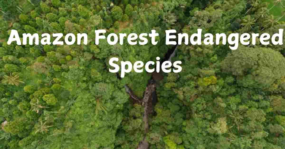 Amazon forest endangered species