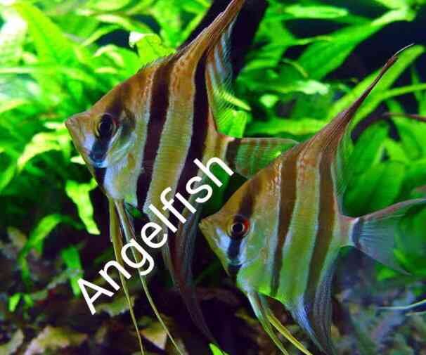 Angelfish