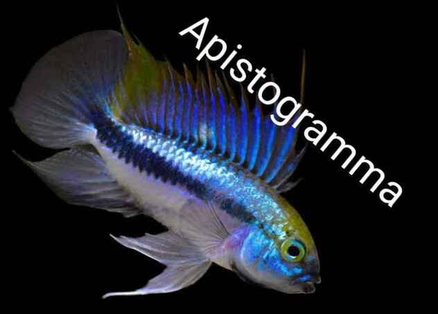 Apistogramma