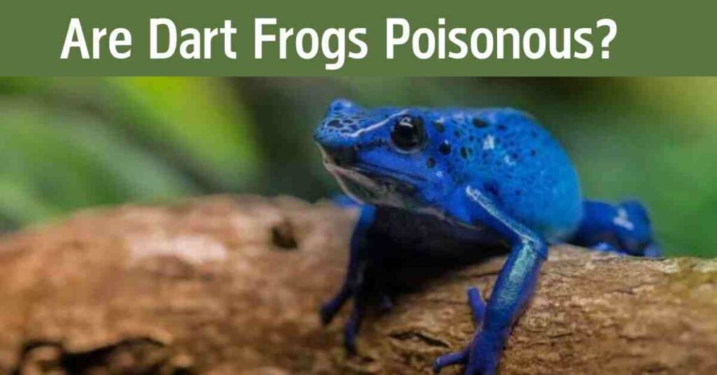 Are Dart Frogs Poisonous?