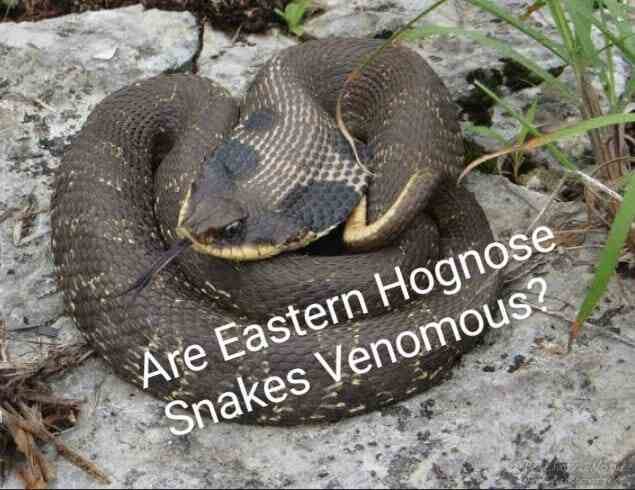 Are Eastern Hognose Snakes Venomous