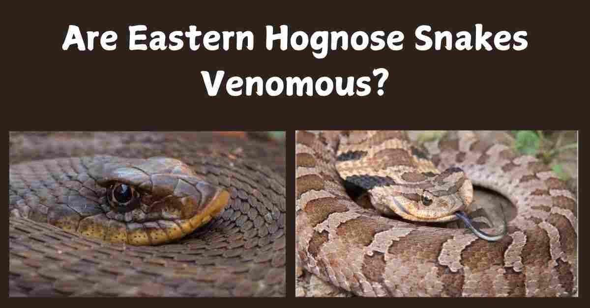 Are Eastern Hognose Snakes Venomous?