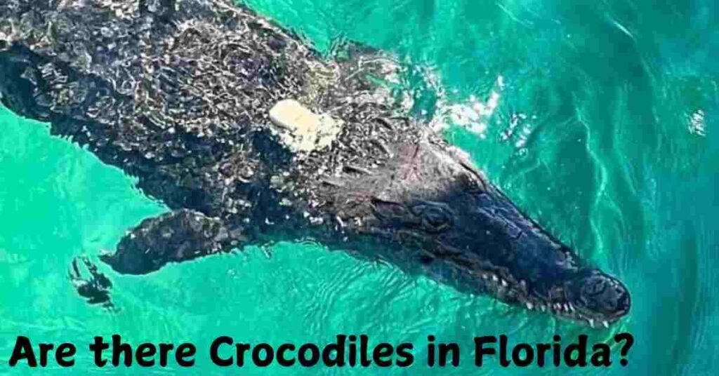 Are there Crocodiles in Florida