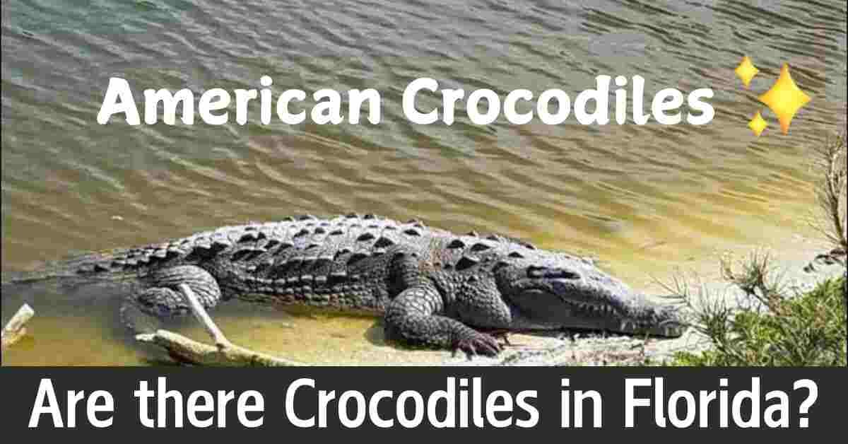 Are there Crocodiles in Florida?