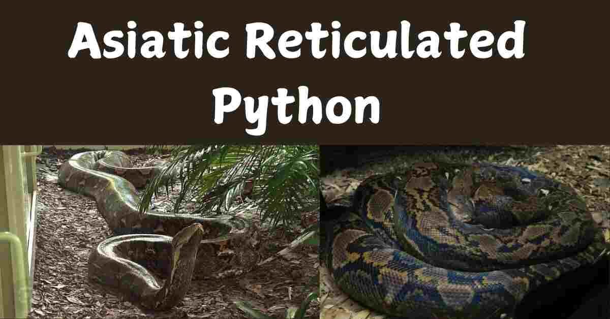 Asiatic Reticulated Python