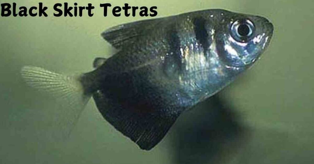 Black Skirt Tetras 