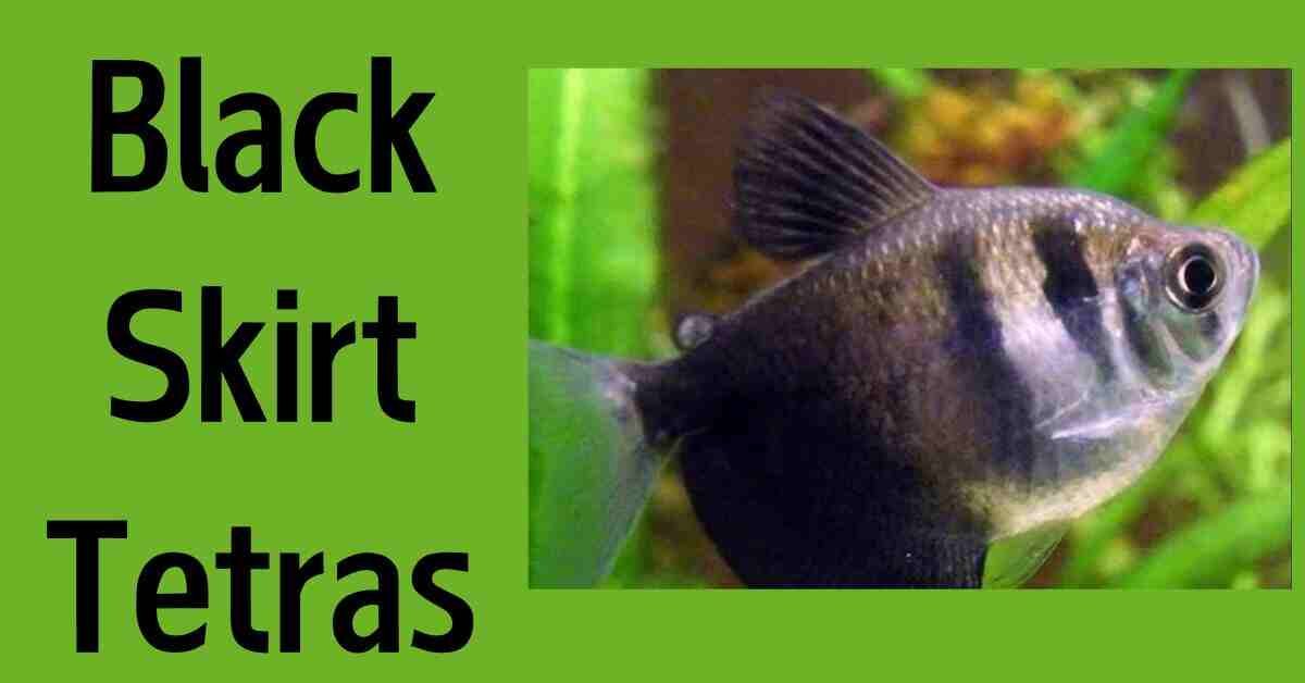 Aquatic Nightfall Best Grace of Black Skirt Tetras With 10 Steps WildlifeHB