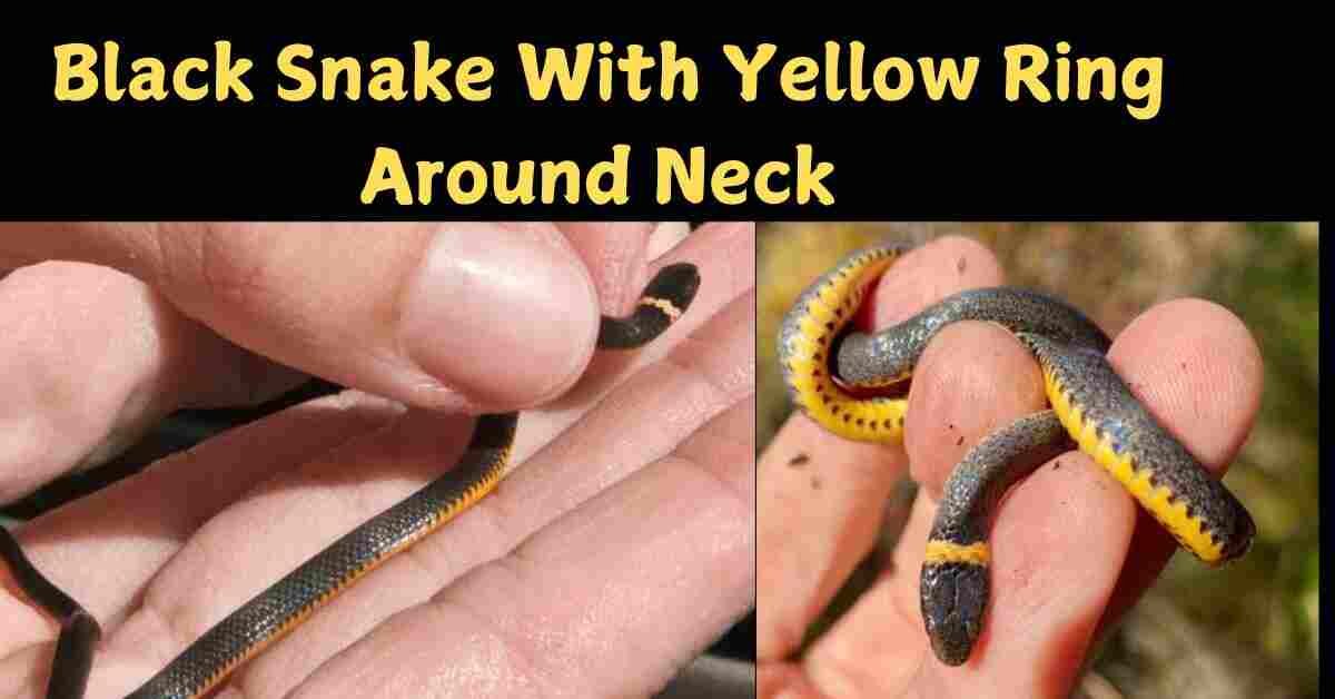 Black Snake With Yellow Ring Around Neck