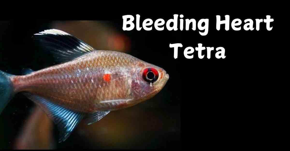 Bleeding Heart Tetra