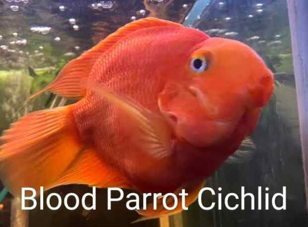 Blood Parrot Cichlid