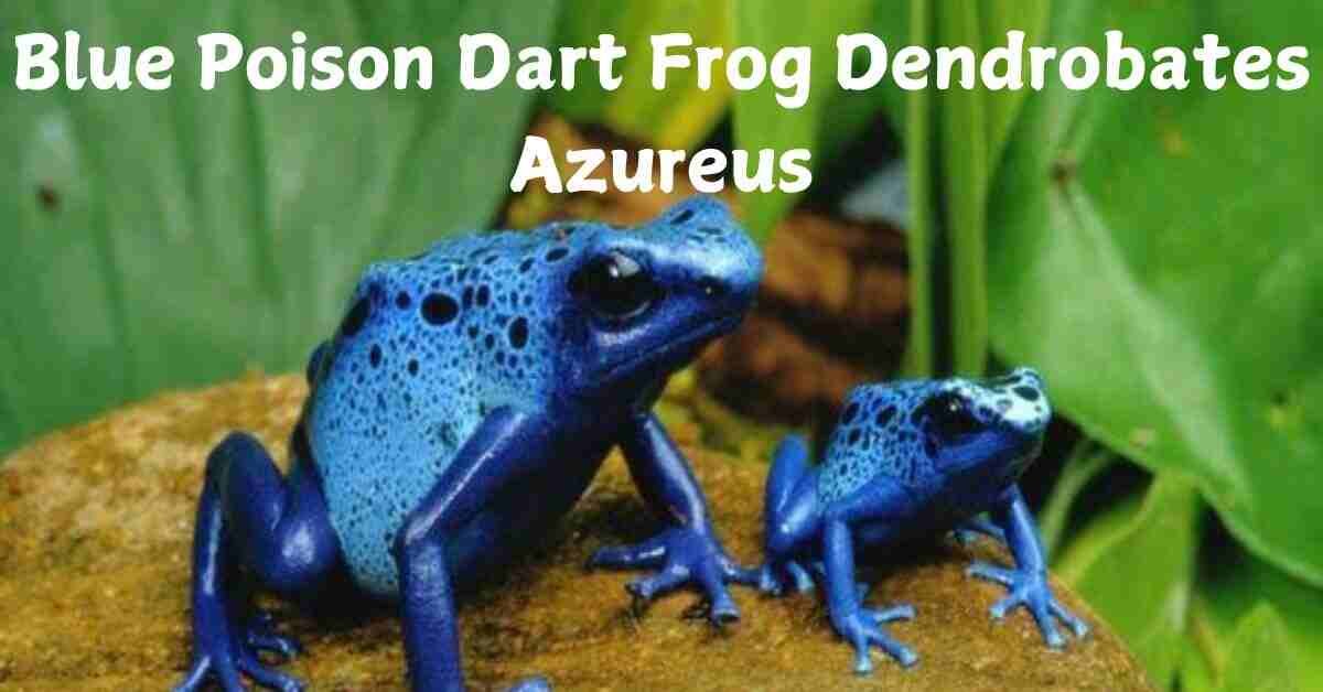 Blue Poison Dart Frog Dendrobates Azureus