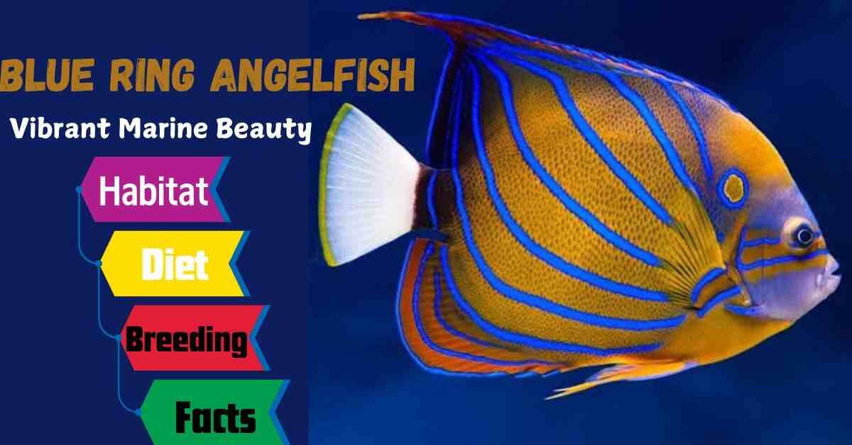 Blue Ring Angelfish