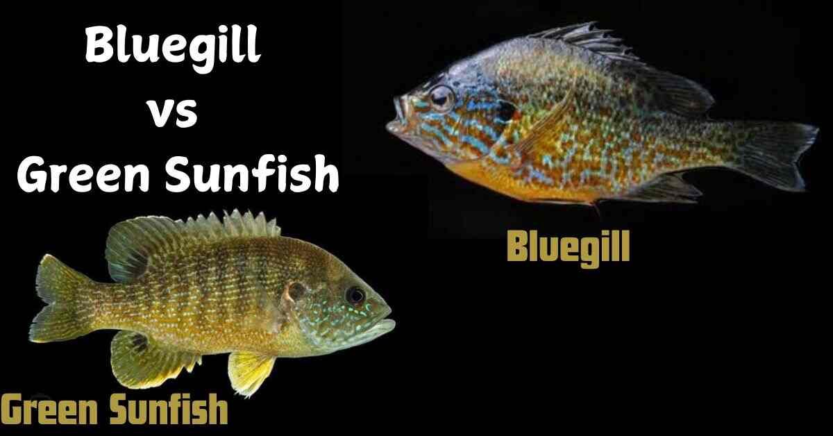 Bluegill vs Green Sunfish