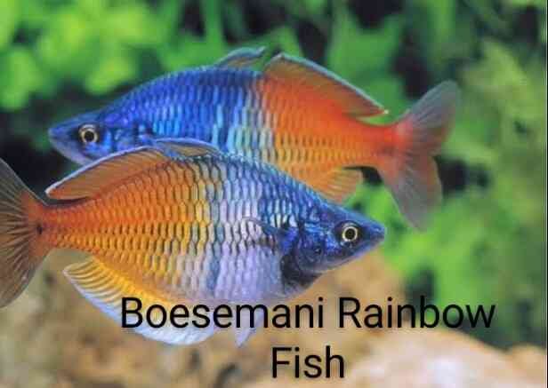 Boesesmni Rainbow Fish