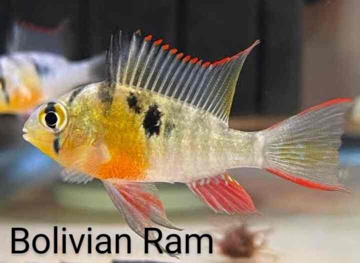 Bolivian Ram