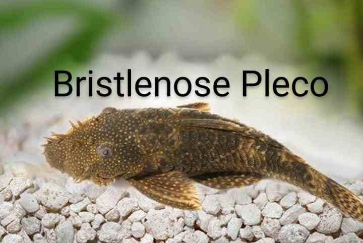 Bristlenose Pleco