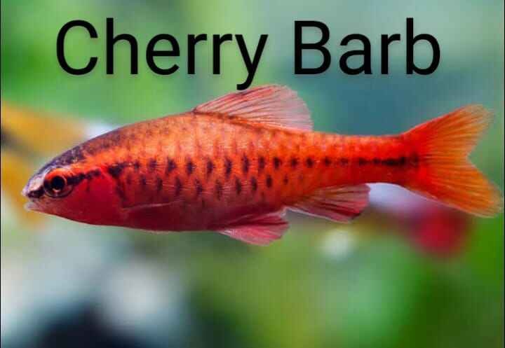 Cherry Barb