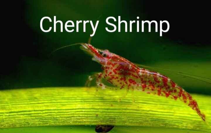 Cherry Shrimp