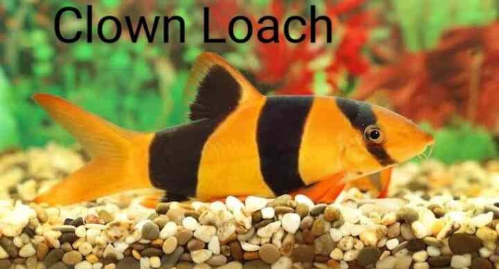 Clown Loach