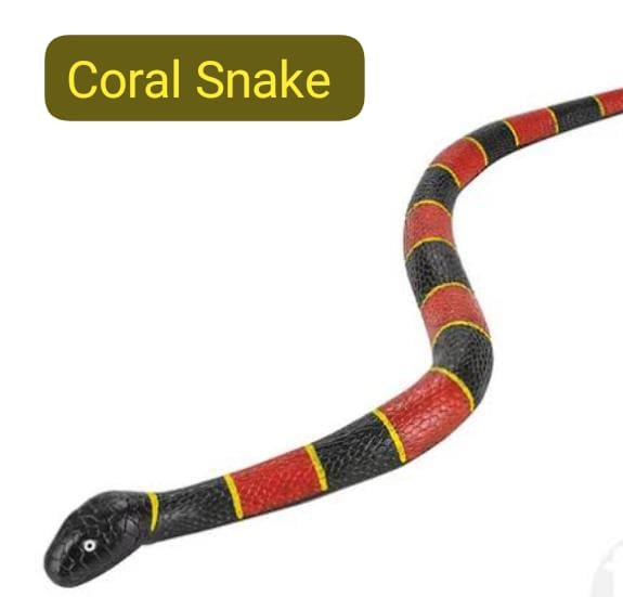 Coral Snake 