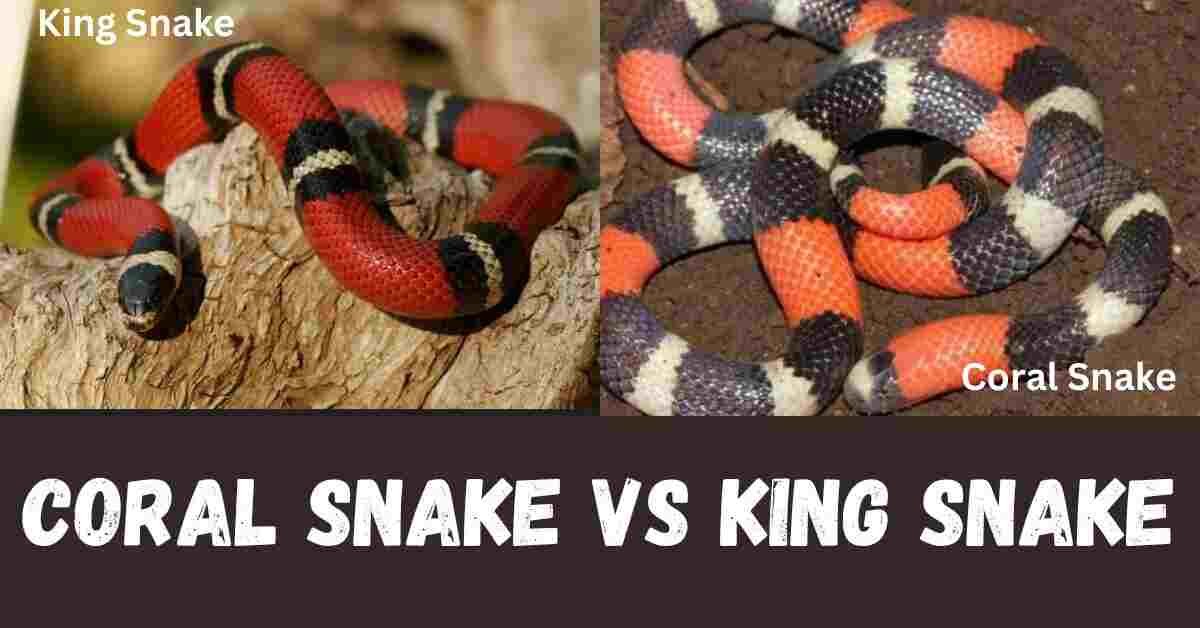 Coral Snake Vs King Snake