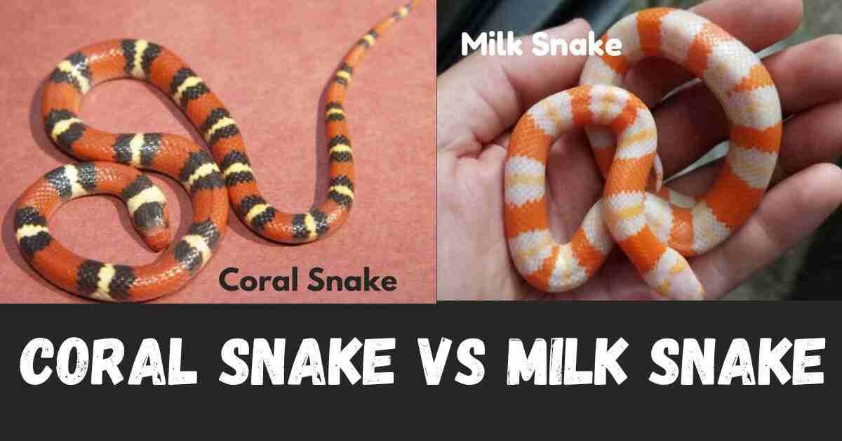 Coral Snake Vs Milk Snake