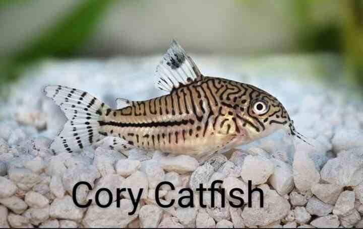 Cory Catfish