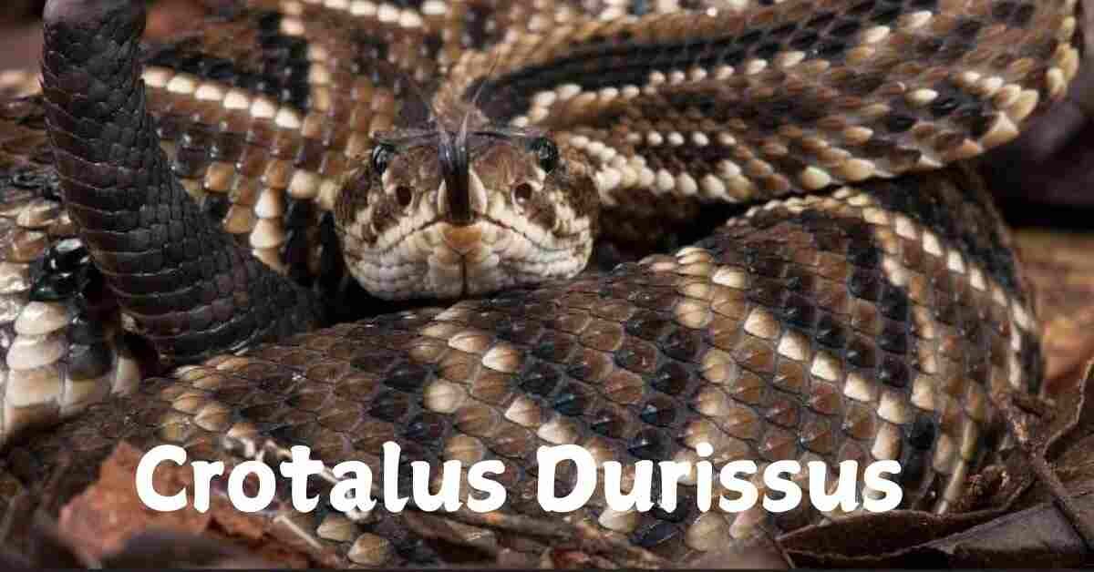 Crotalus Durissus