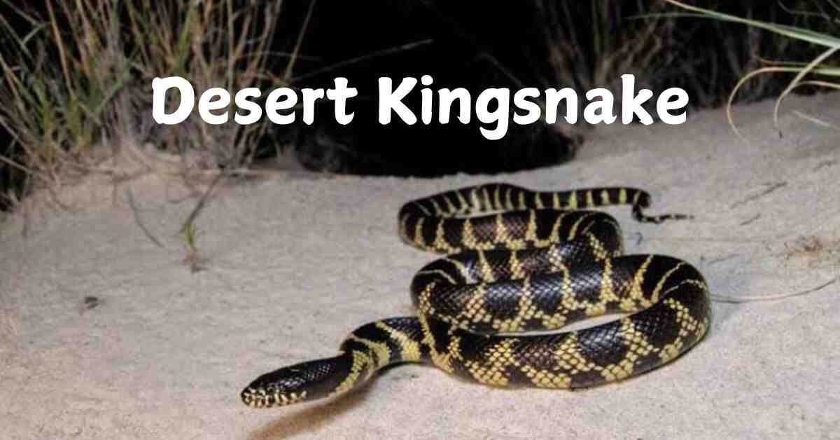 Desert kingsnake