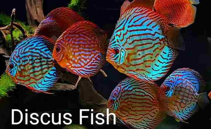 Discus Fish