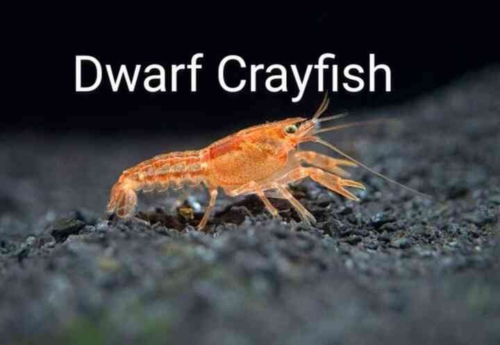 Dwarf Crayfish