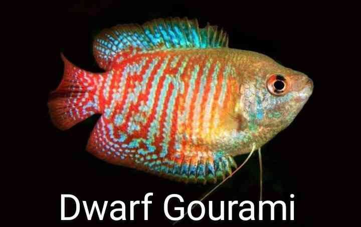 Dwarf Gourami