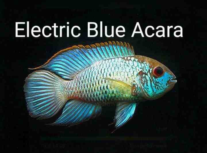 Electric Blue Acara