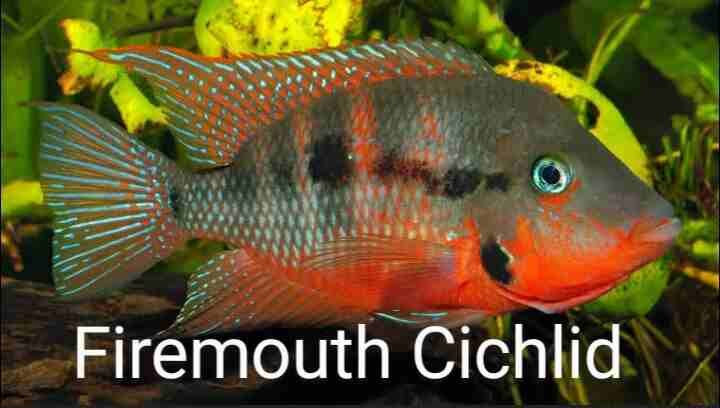 Firemouth cichlid