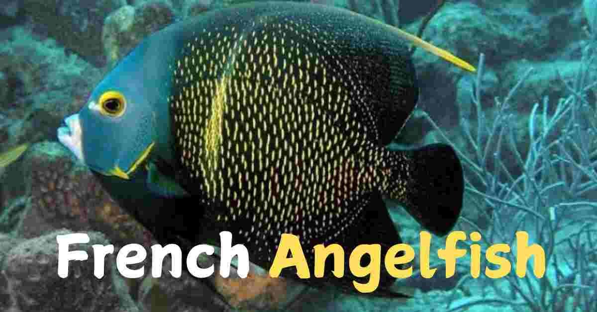 French Angelfish