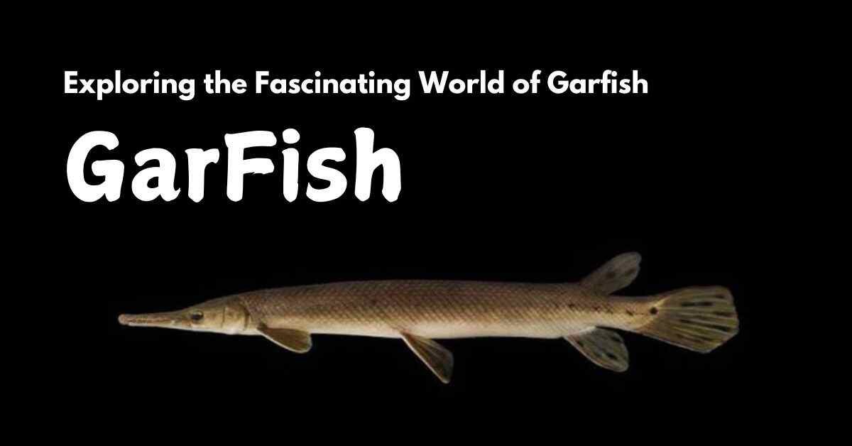 Garfish