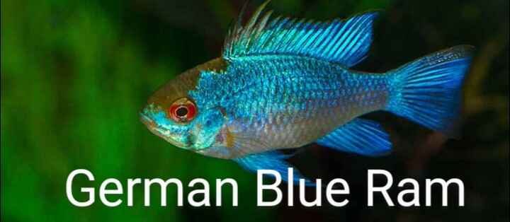 German Blue Ram